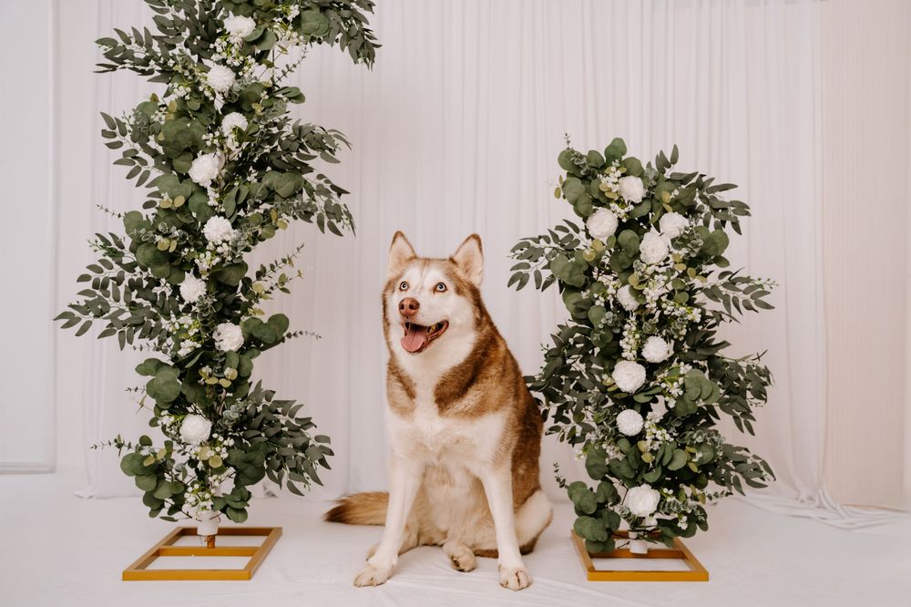 A beagle dog sits on a white floor next to a potted plant in a bright interior setting.