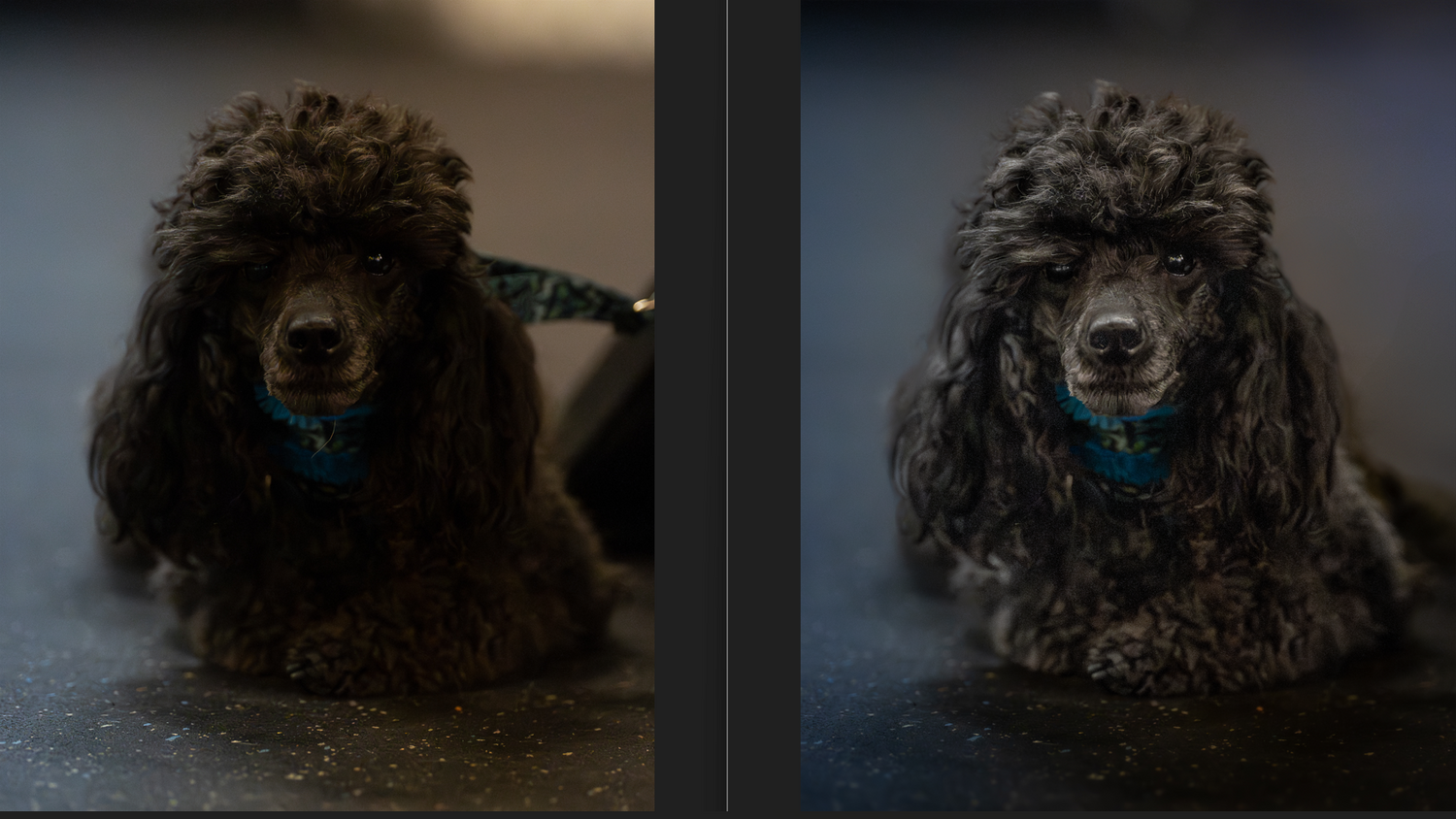 Dog portrait editing