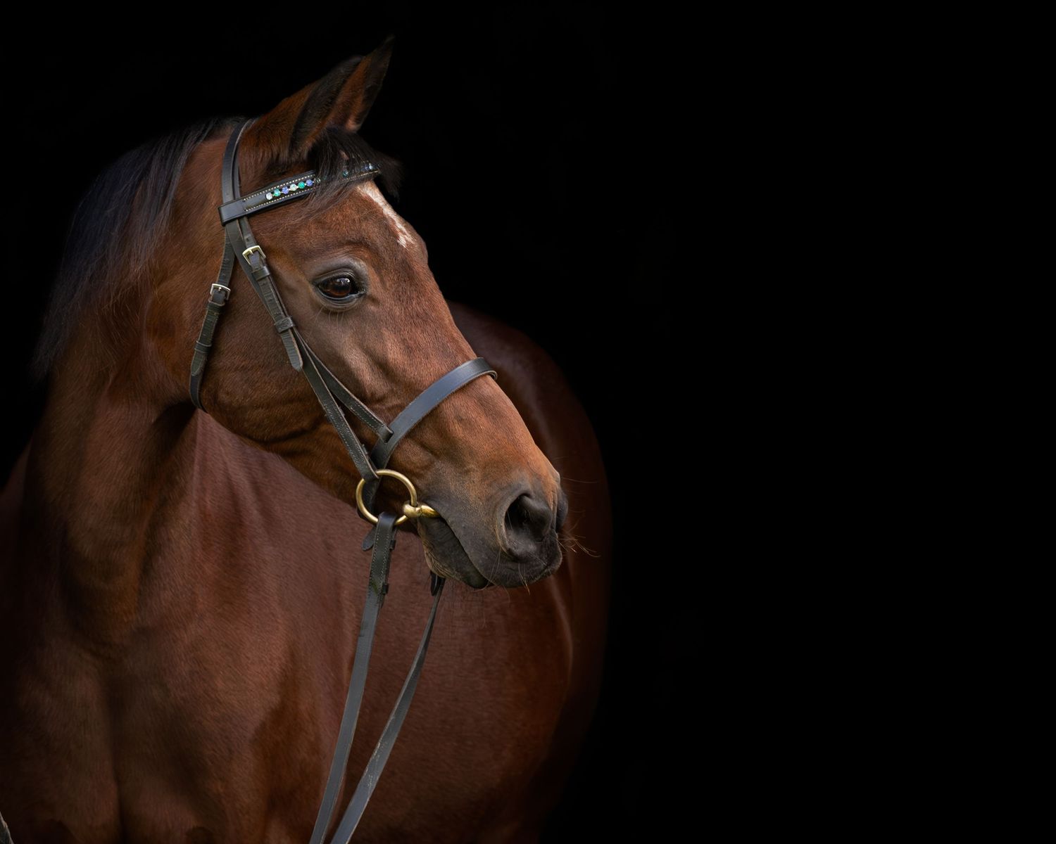 A majestic bay horse wearing a dark bridle poses against a dramatic black background in a professional portrait.
