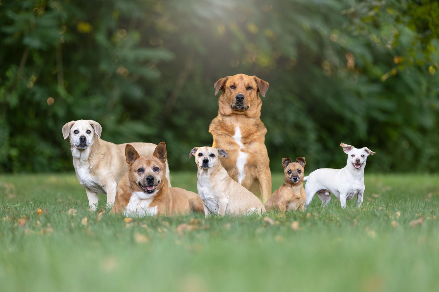 Six dogs of various breeds and sizes pose together on green grass with lush foliage in the background.