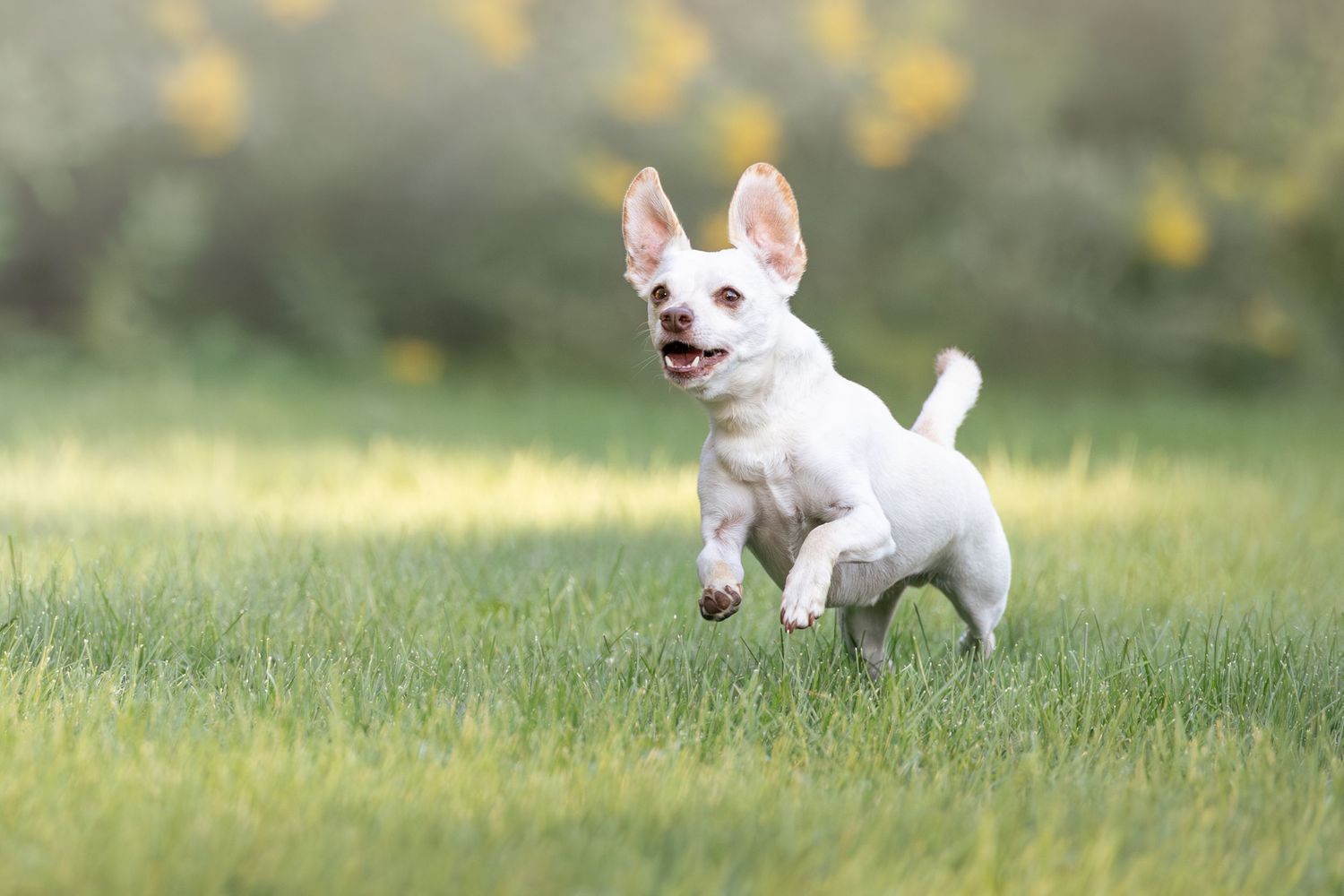 A happy white small dog running joyfully through lush green grass with ears flapping in an outdoor setting.