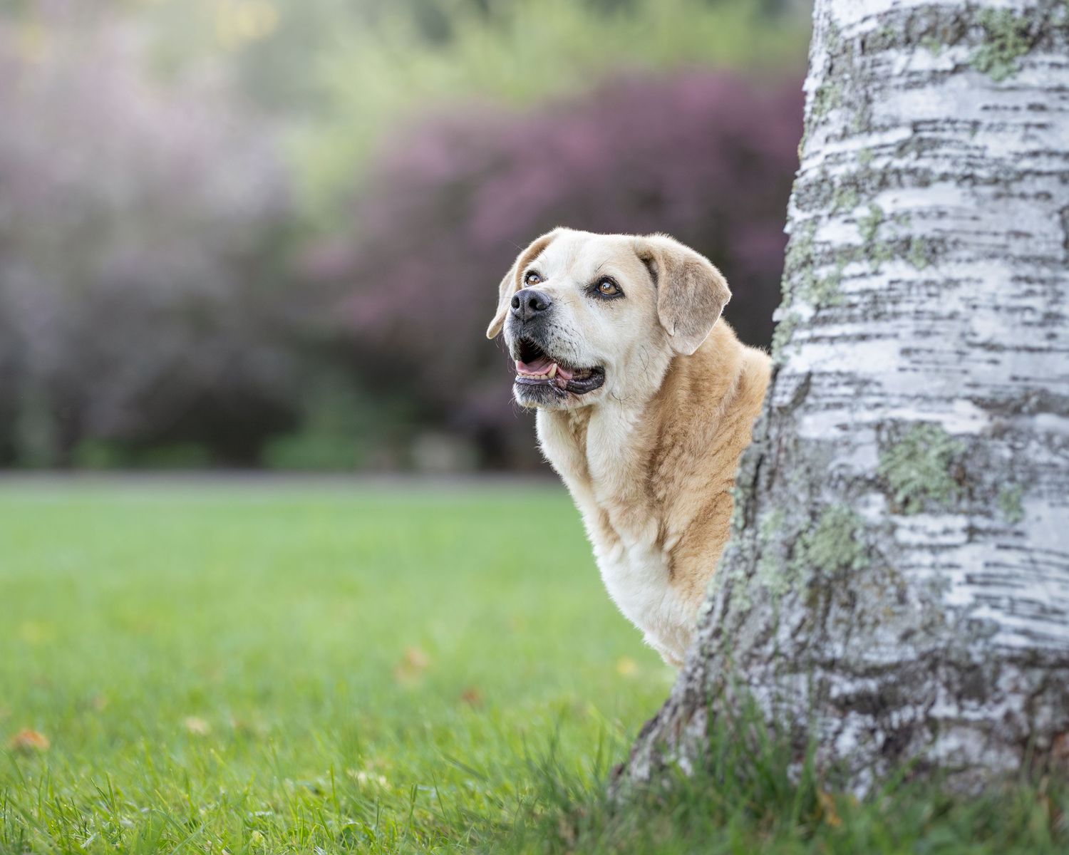 A golden Labrador Retriever peeks playfully around a birch tree trunk in a lush green park setting.