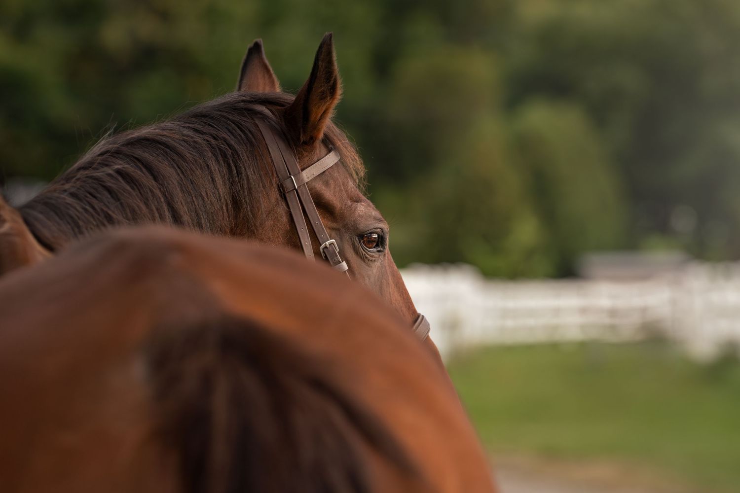 Close-up of a chestnut brown horse with a bridle, standing near a white fence with green trees in the background.