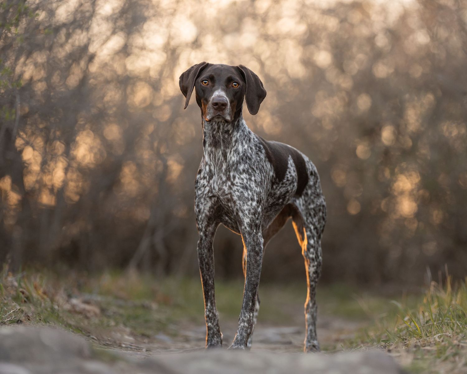 German Shorthaired Pointer dog standing alert on a dirt path with golden bokeh forest background at sunset.