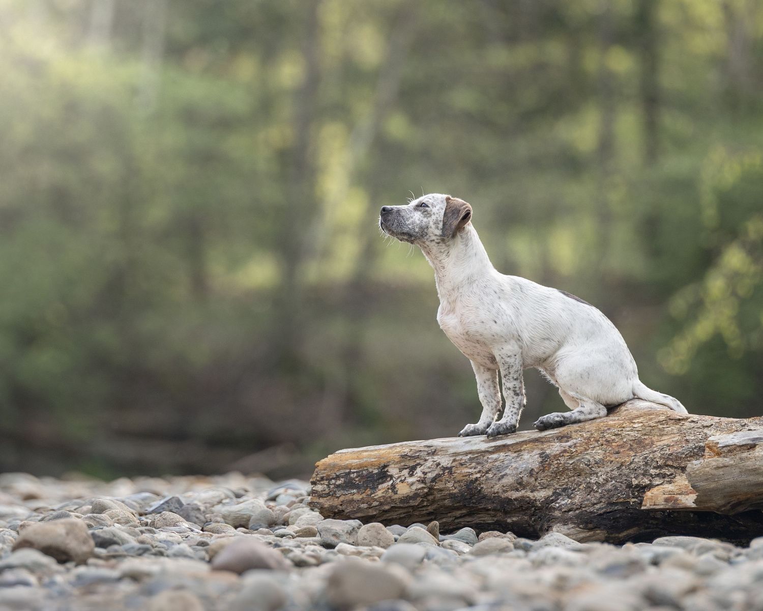 A white dog sits attentively on a rock in a rocky riverbed surrounded by lush green forest trees.