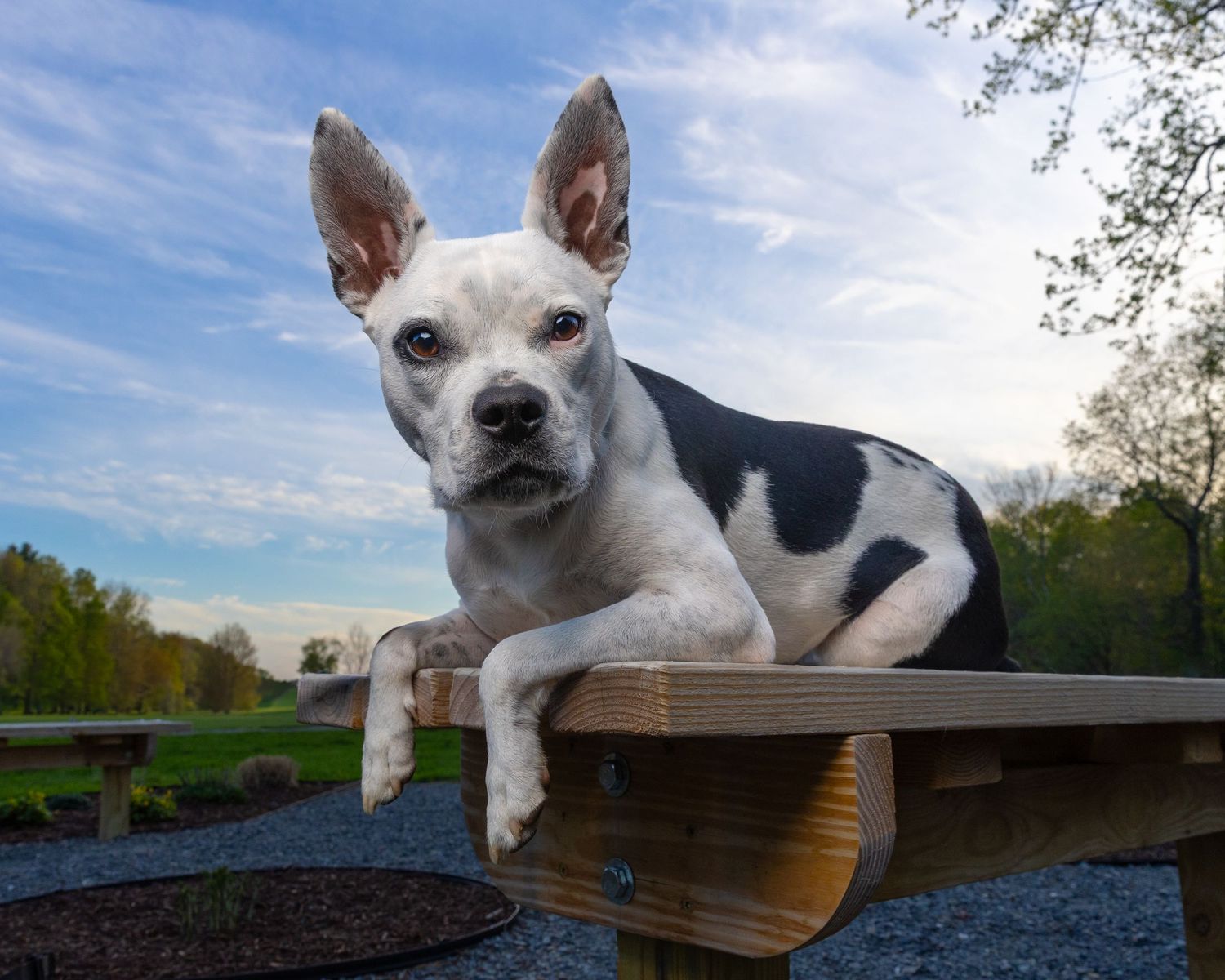 Black and white dog resting paws on wooden platform outdoors under blue sky.