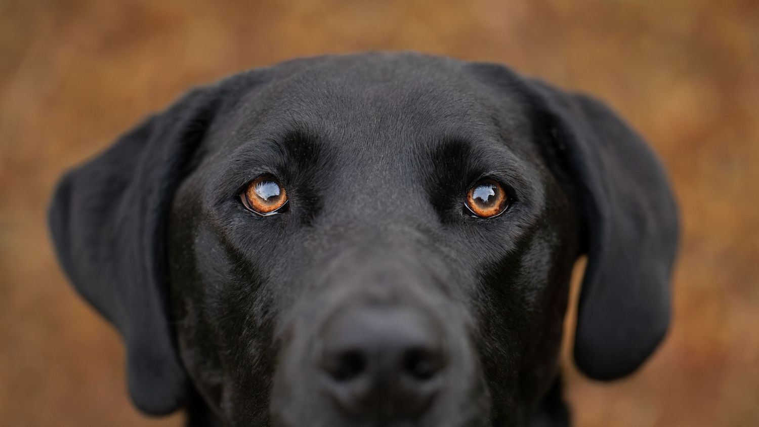 Close-up portrait of a black Labrador Retriever with striking amber eyes against a blurred autumn background.