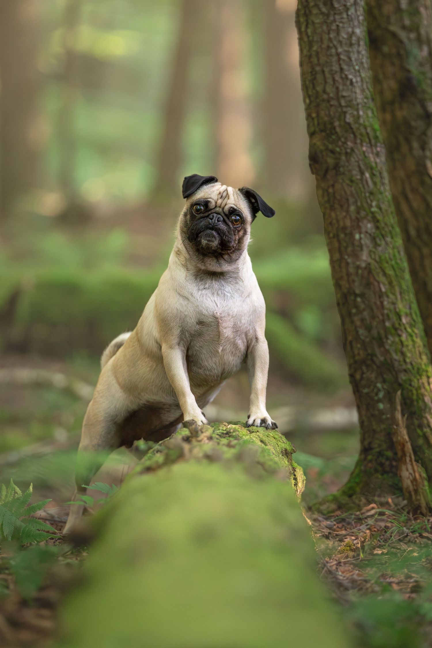 A fawn pug sitting on a moss-covered log in a misty forest, looking curiously at the camera.