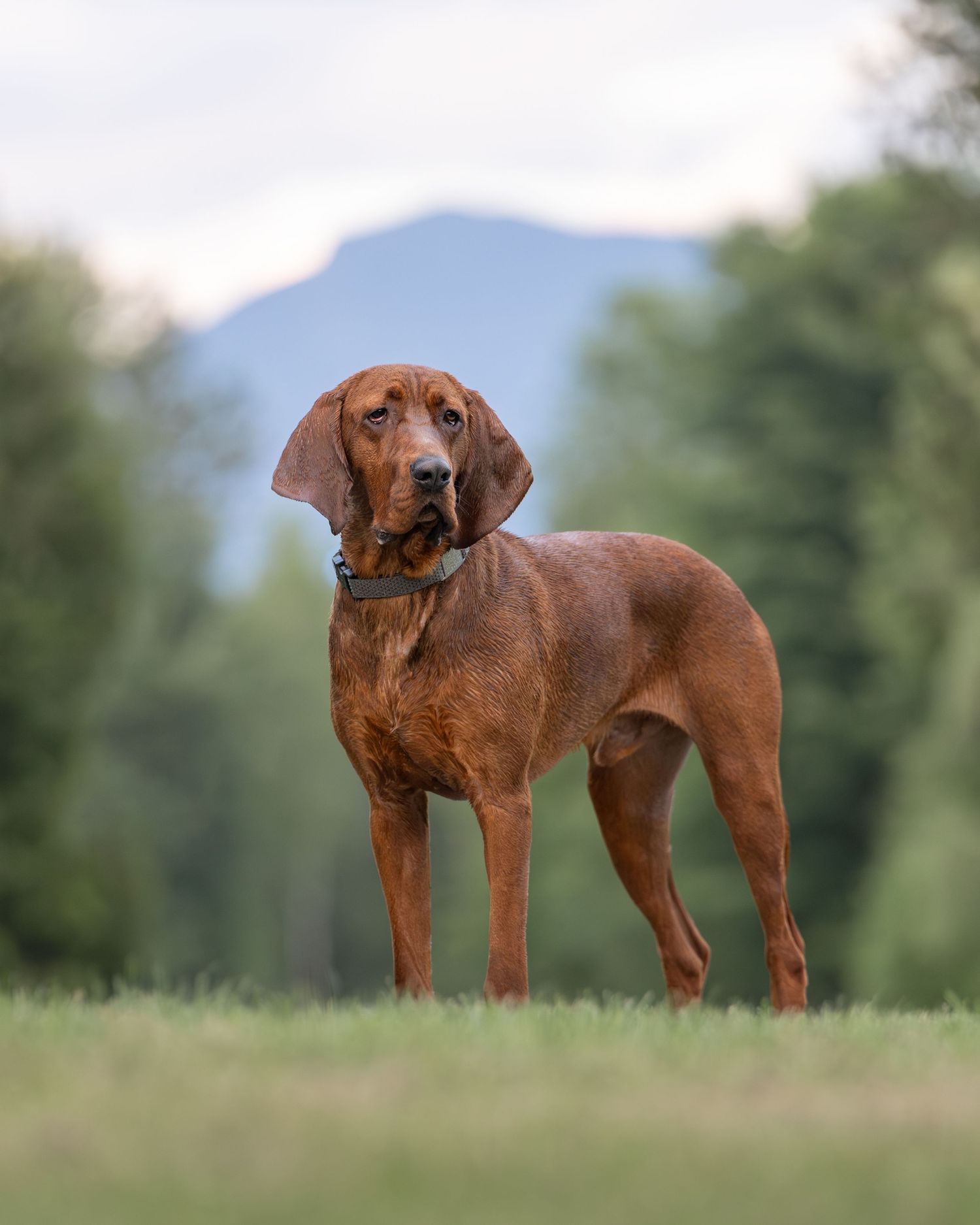 A regal brown Redbone Coonhound stands on green grass with mountain and trees in background.