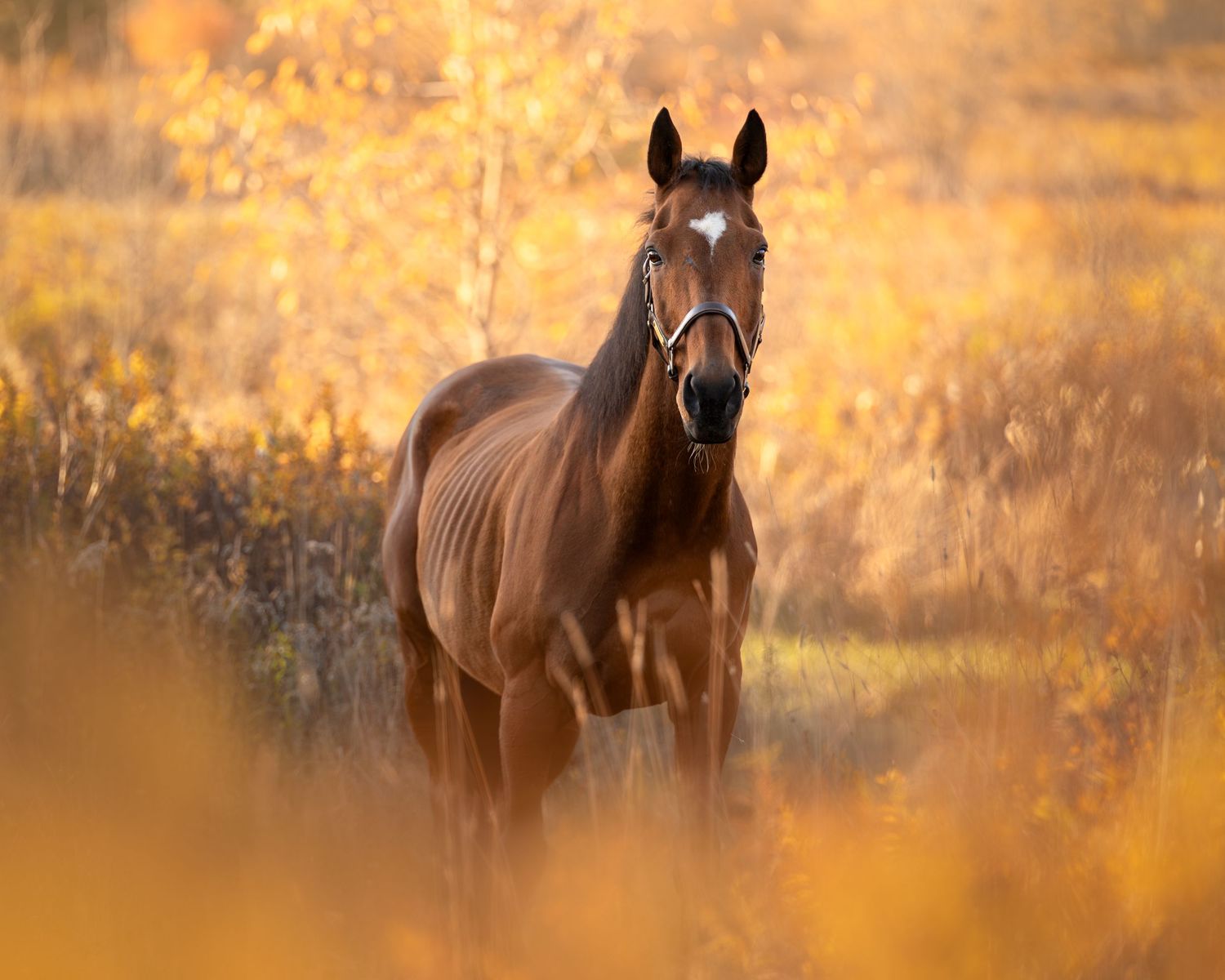 A chestnut horse stands alert in a golden autumn field, bathed in warm sunlight among yellow foliage.