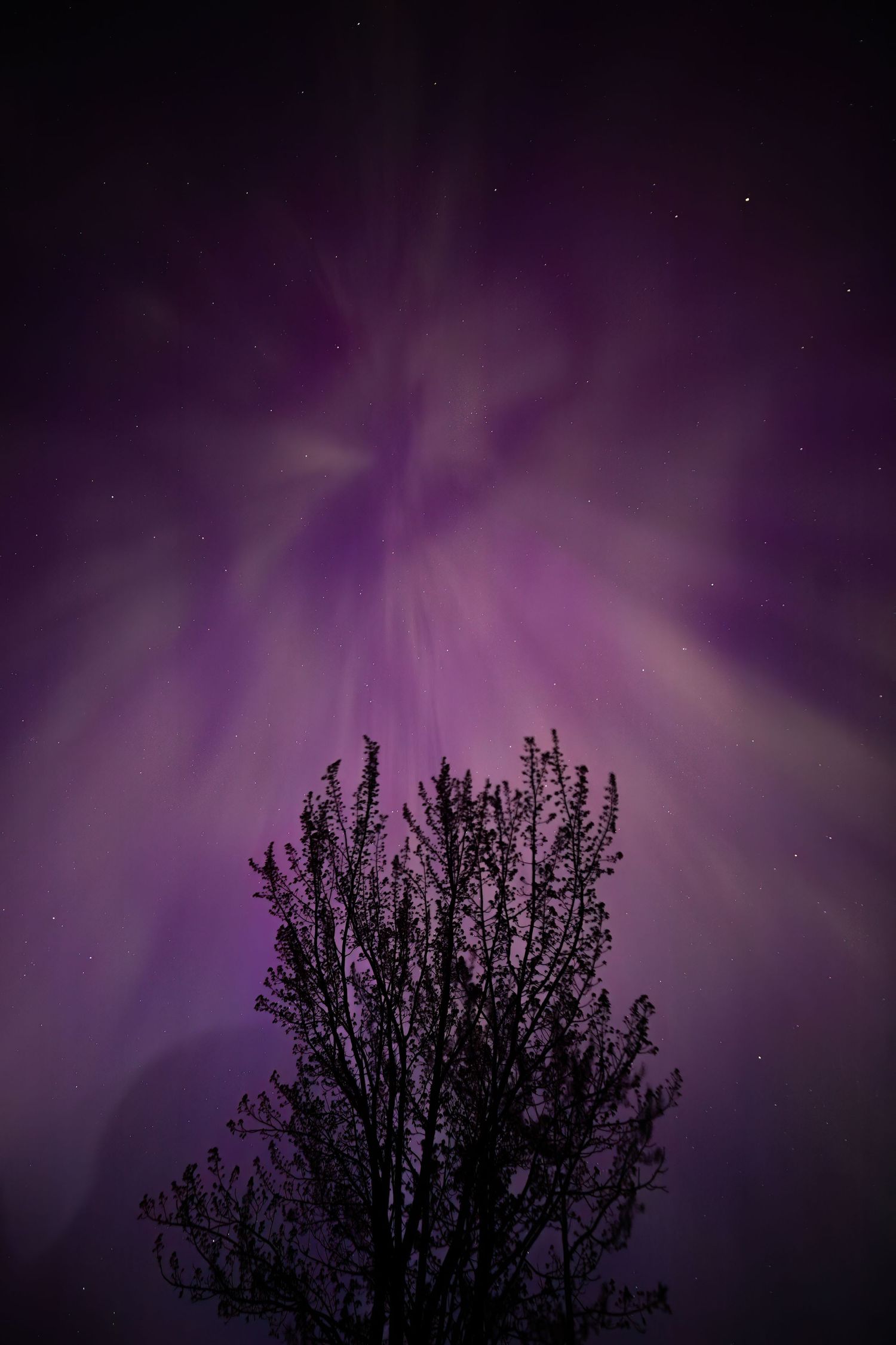 purple aurora borealis with the silhouette of a tree