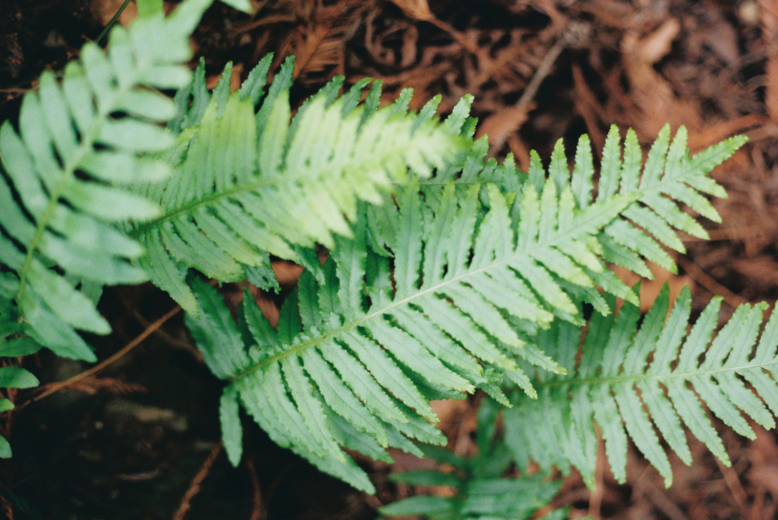 Close-up of bright green fern fronds against dark soil in natural lighting.
