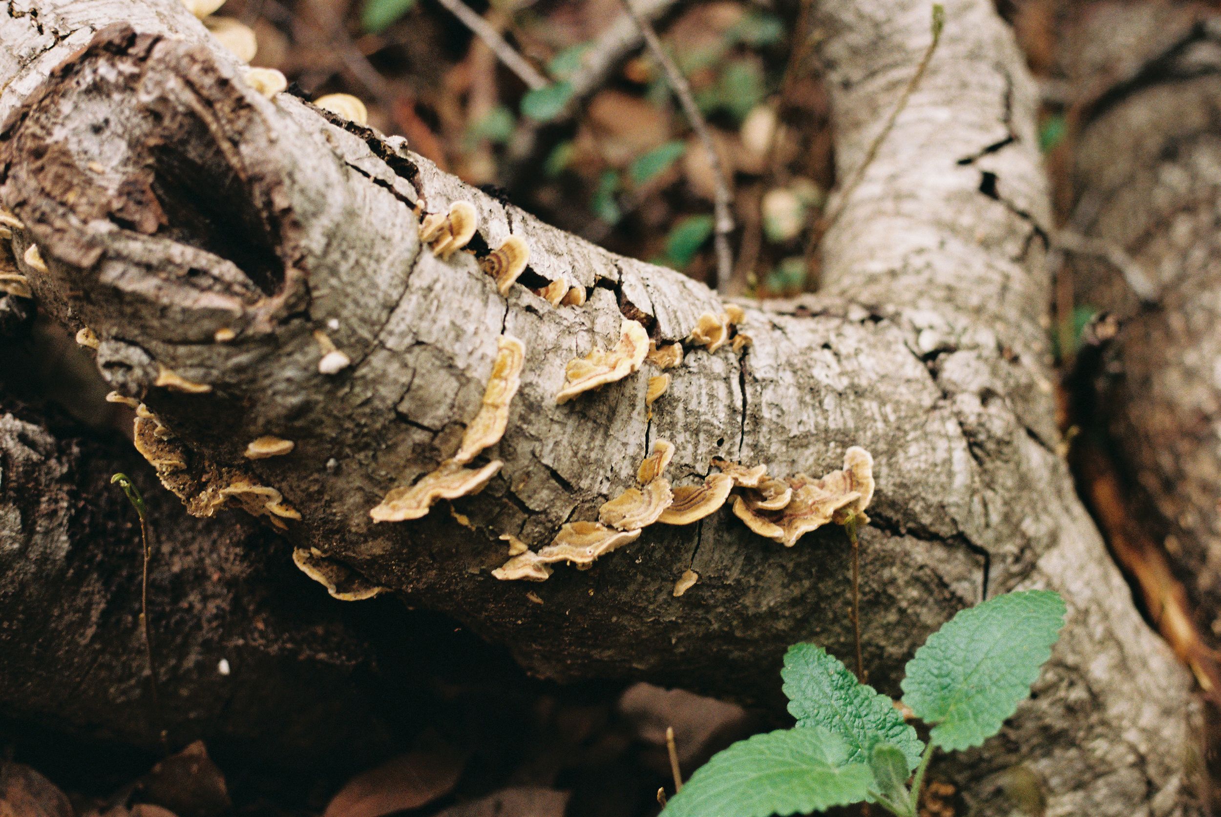 Close-up of shelf fungi growing on fallen tree bark in forest.