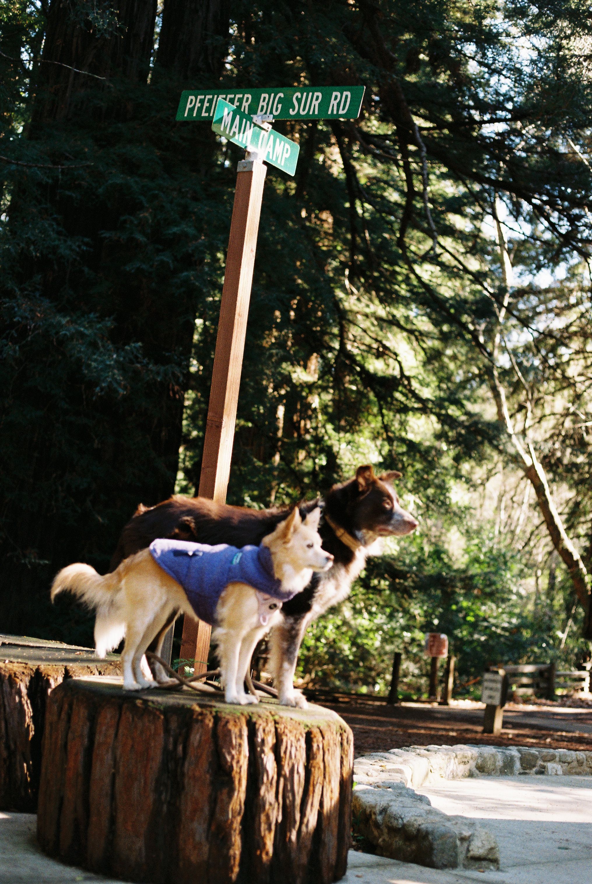 Two dogs standing on tree stump beneath Pfeiffer Big Sur road sign in forest.