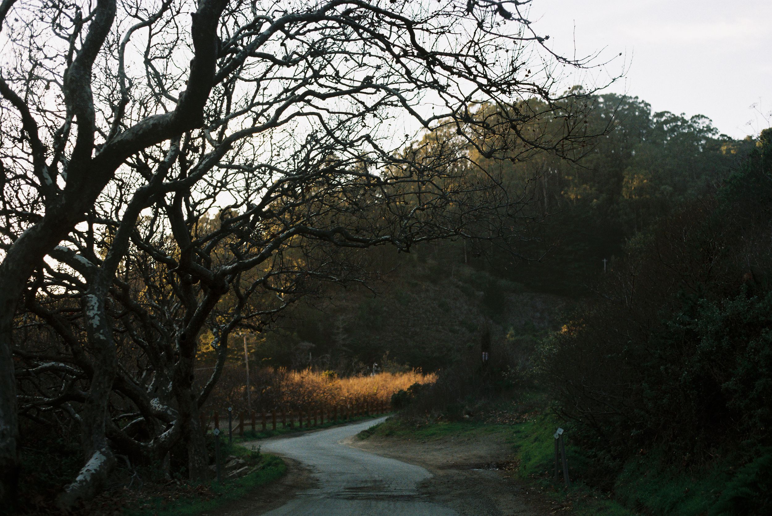 Winding forest road through dark twisted trees at dusk.