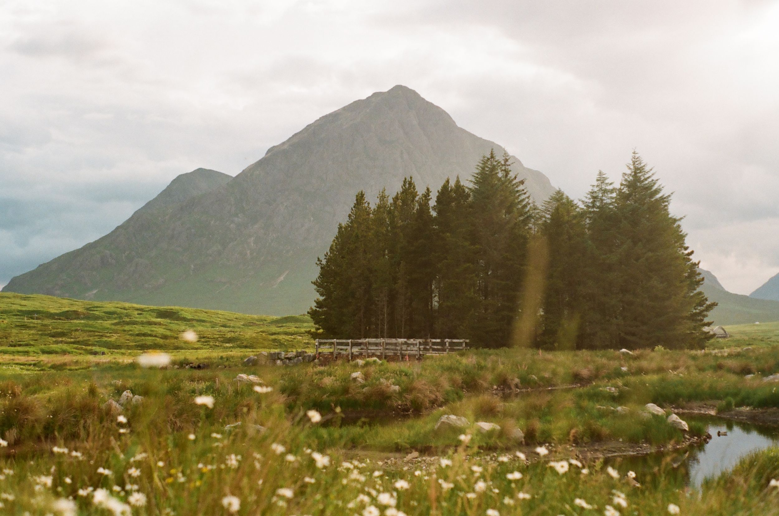 Mountain peak rises above Scottish highlands with wildflowers in foreground.