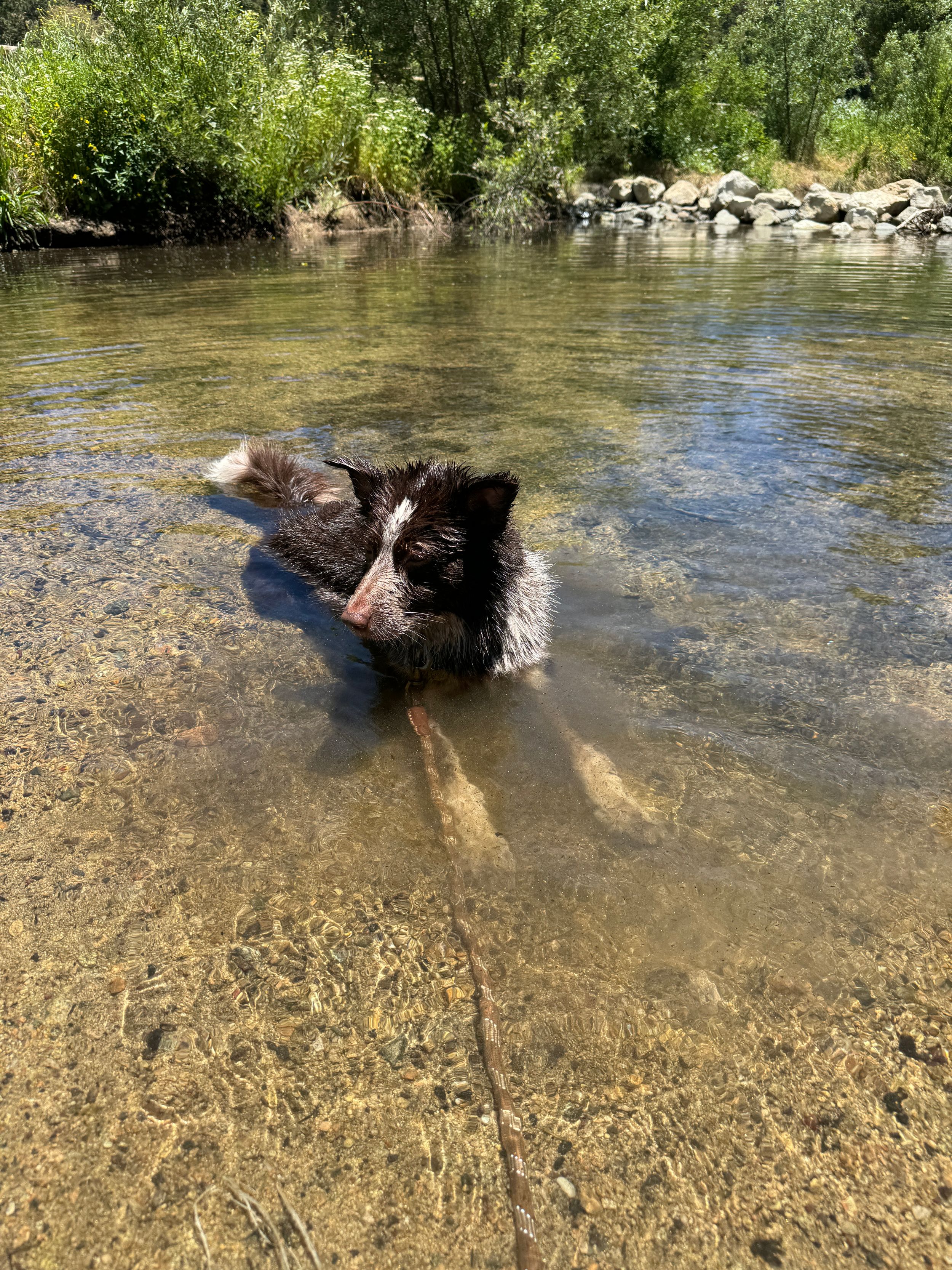 Black and white dog enjoying a swim in a shallow creek on a sunny day.