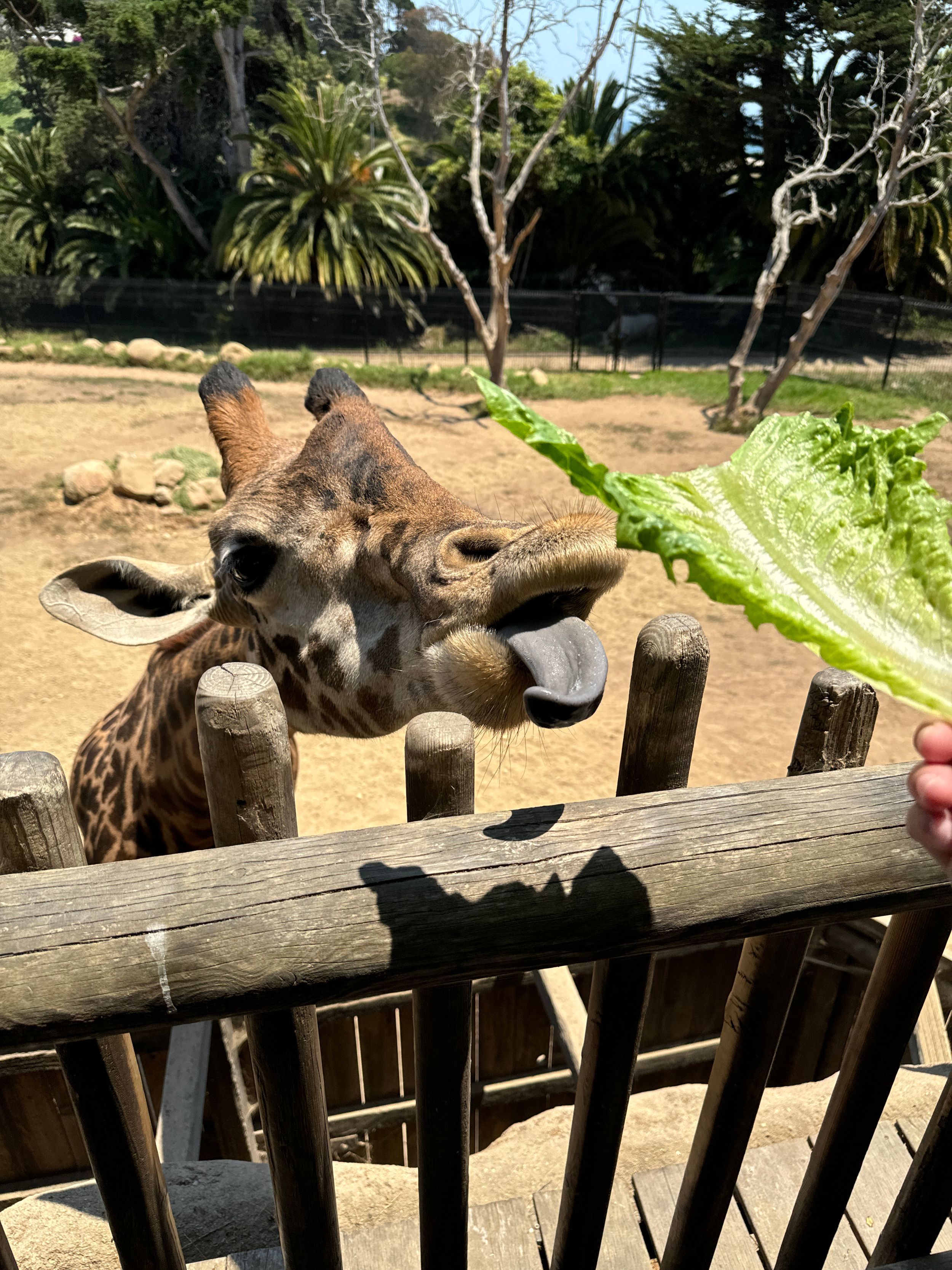 Close-up shot of a giraffe's face peering over a wooden fence at a zoo.