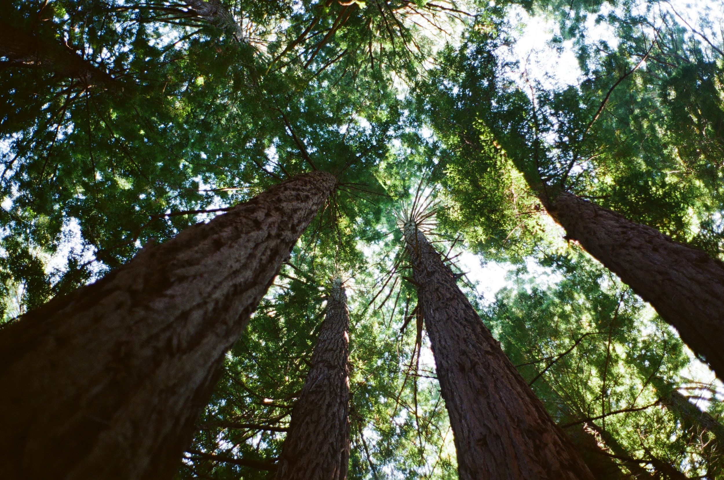 Upward view of tall redwood trees converging against green canopy.