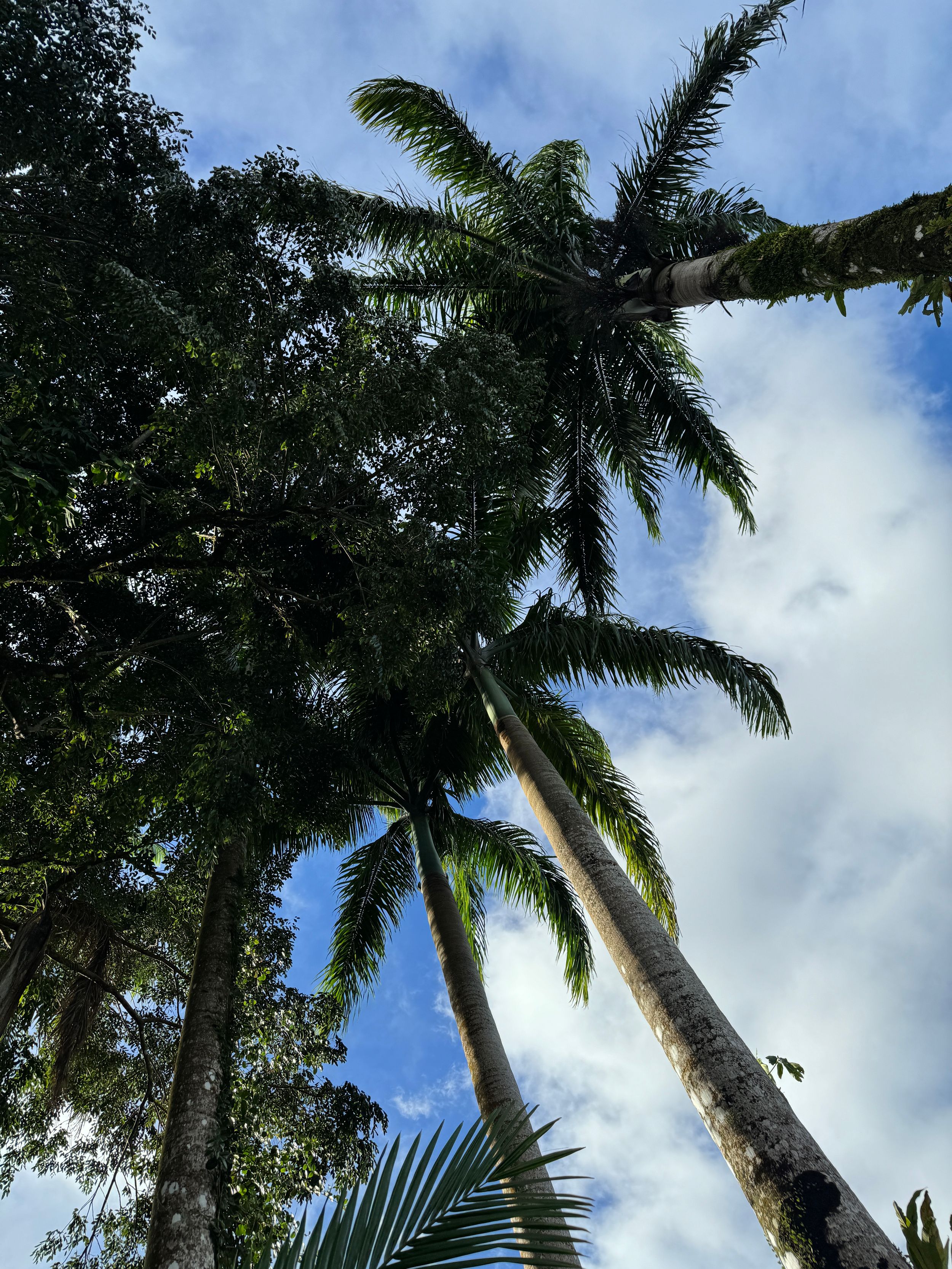 Tall palm trees stretch toward blue sky with dramatic sweeping fronds.