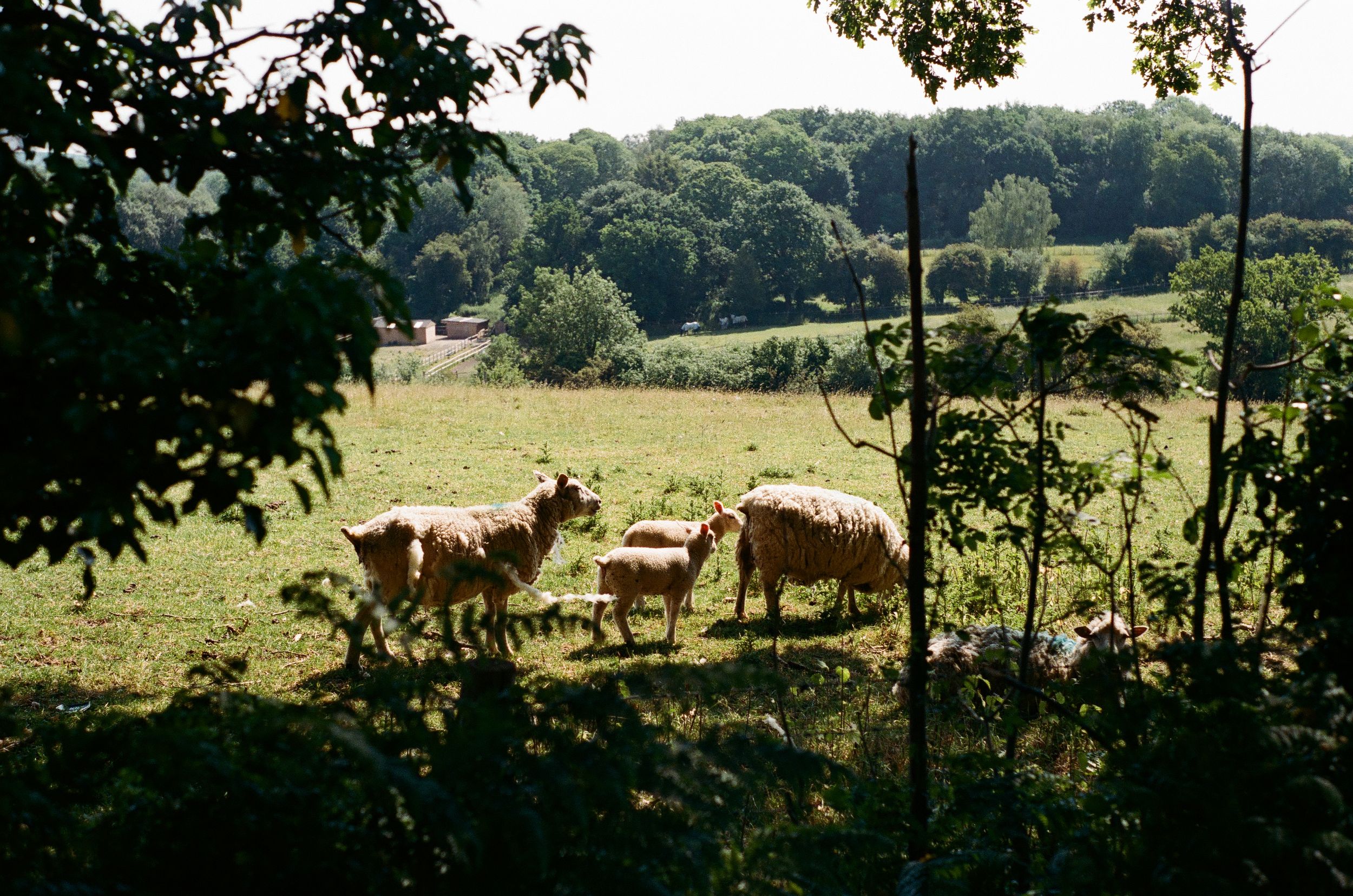 Cows graze peacefully in a green pastoral field surrounded by trees.
