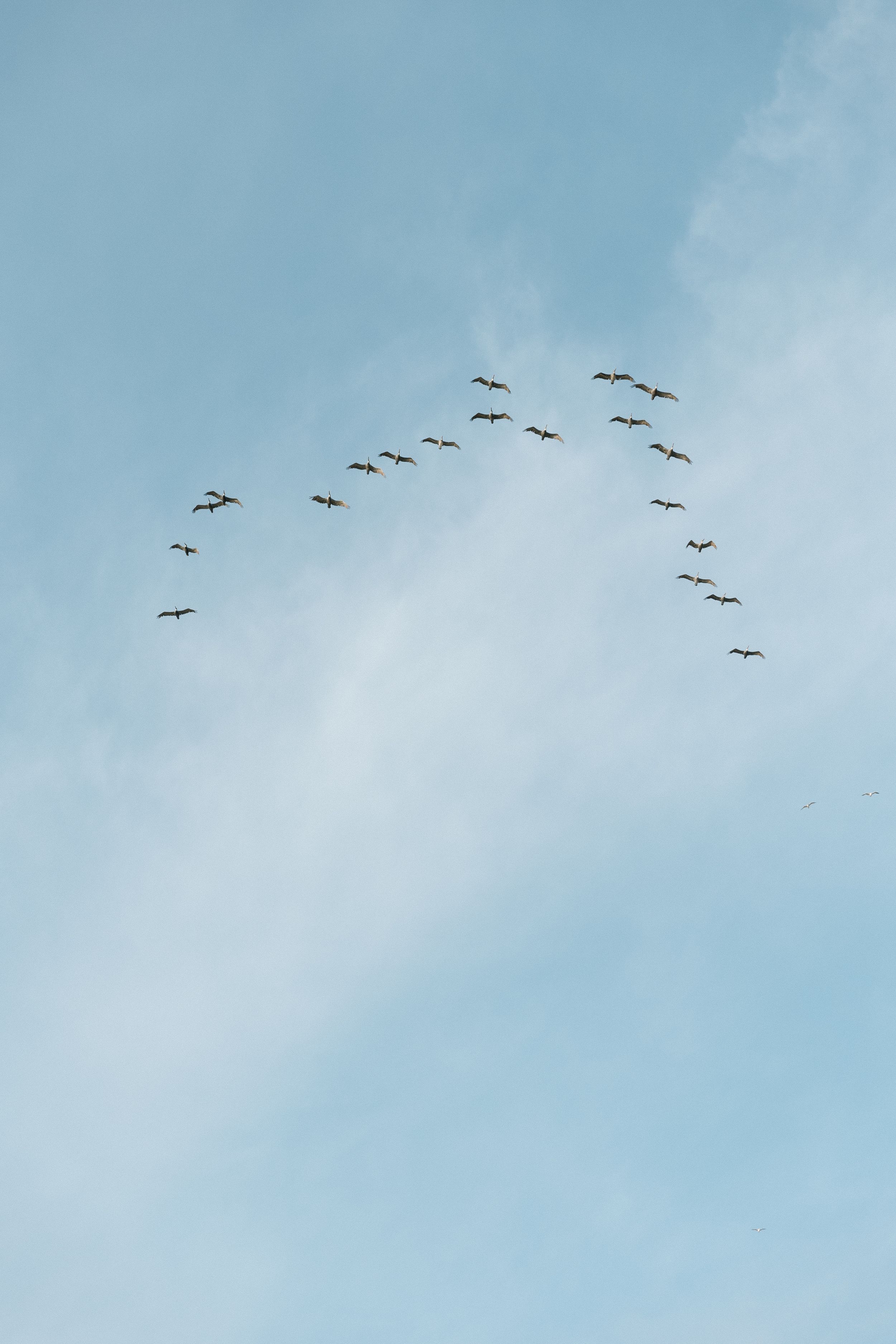 Birds flying in V-formation against light blue sky with wispy clouds.