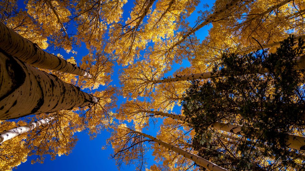 Golden aspen trees reach toward a deep blue autumn sky in a dramatic upward view.
