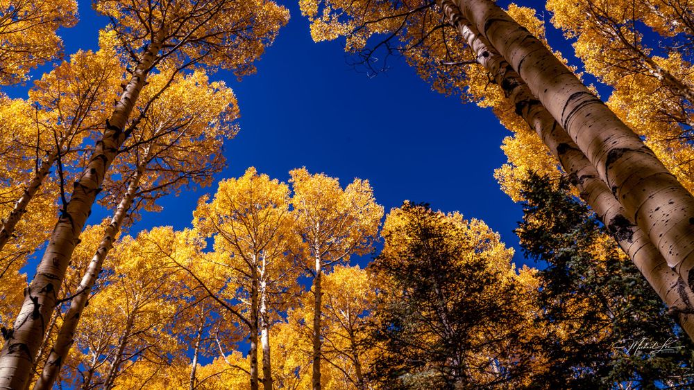 Fall-colored aspen trees create a golden canopy against vibrant blue skies.
