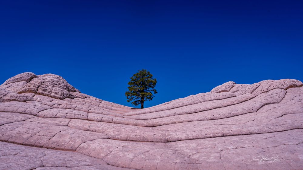A lone pine tree stands atop curved pink sandstone formations against a deep blue sky.