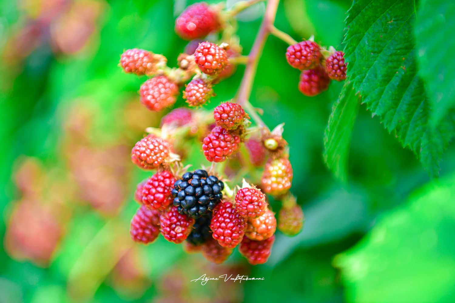 Close-up of blackberries in various ripening stages, from green to red to deep black, hanging on a vine with green leaves.