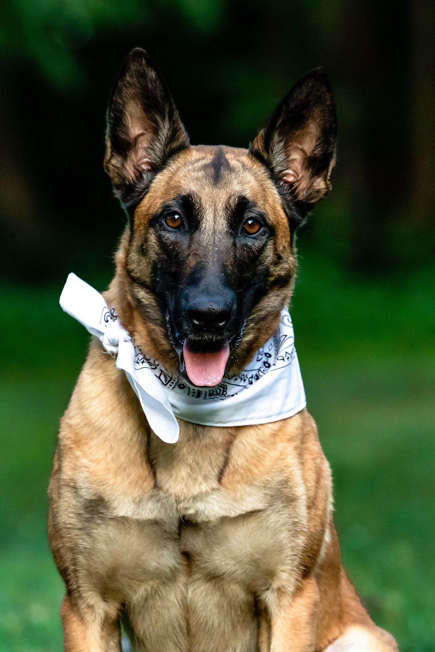 German Shepherd wearing a white bandana looking alert with ears perked up outdoors.