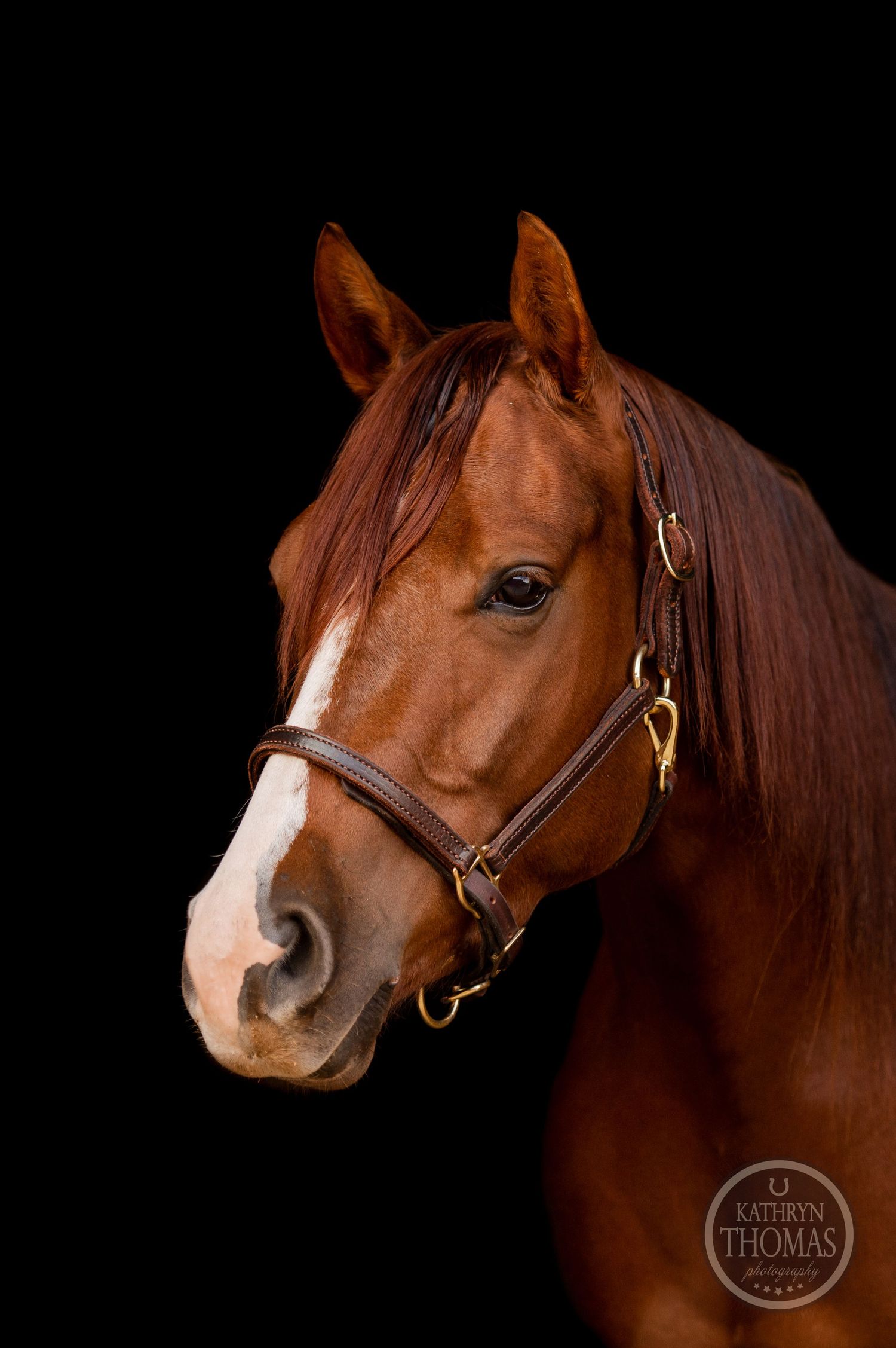 Close-up portrait of a beautiful chestnut horse wearing brown leather halter.