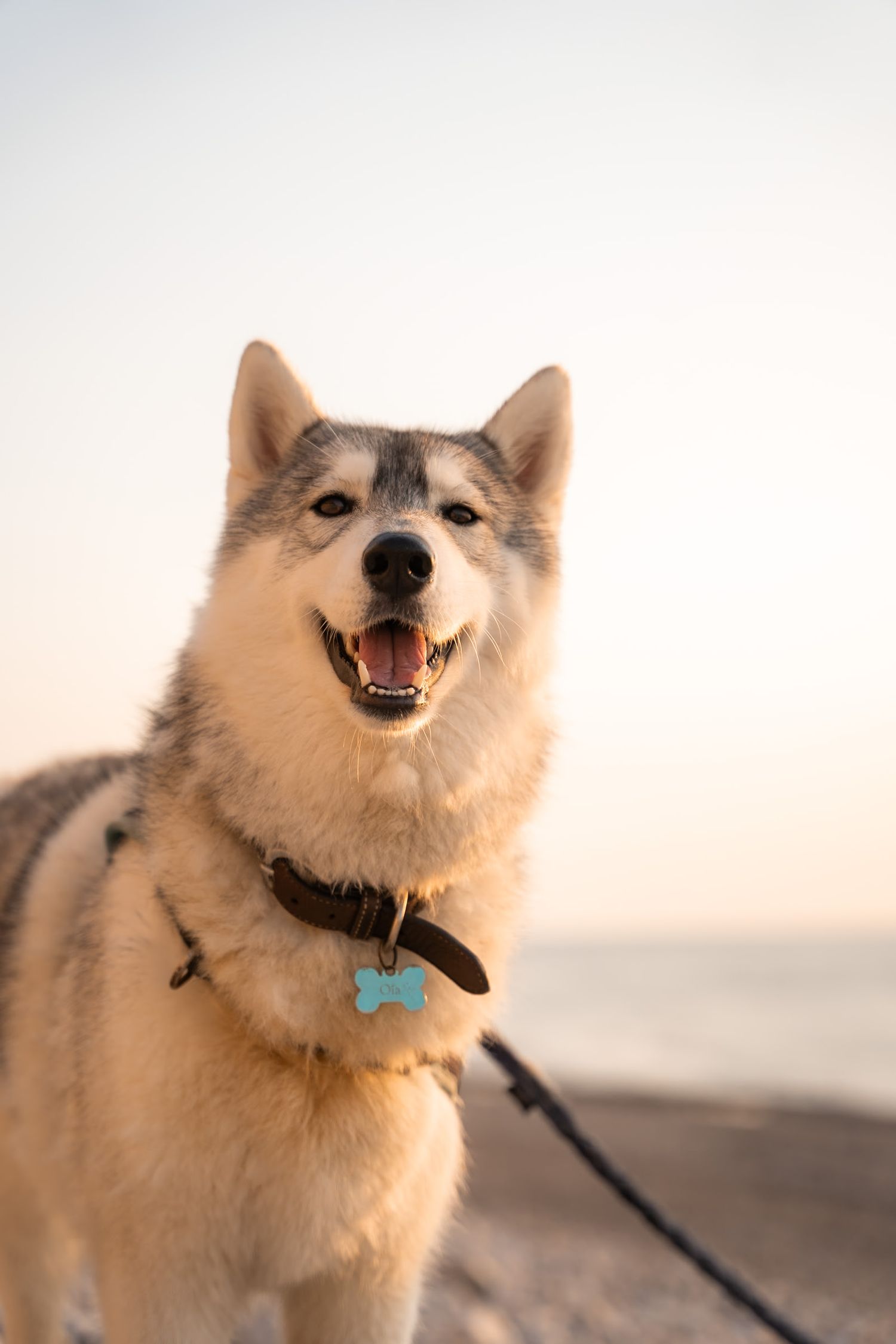 Chien husky en vacances en Normandie à Etretat et Yport