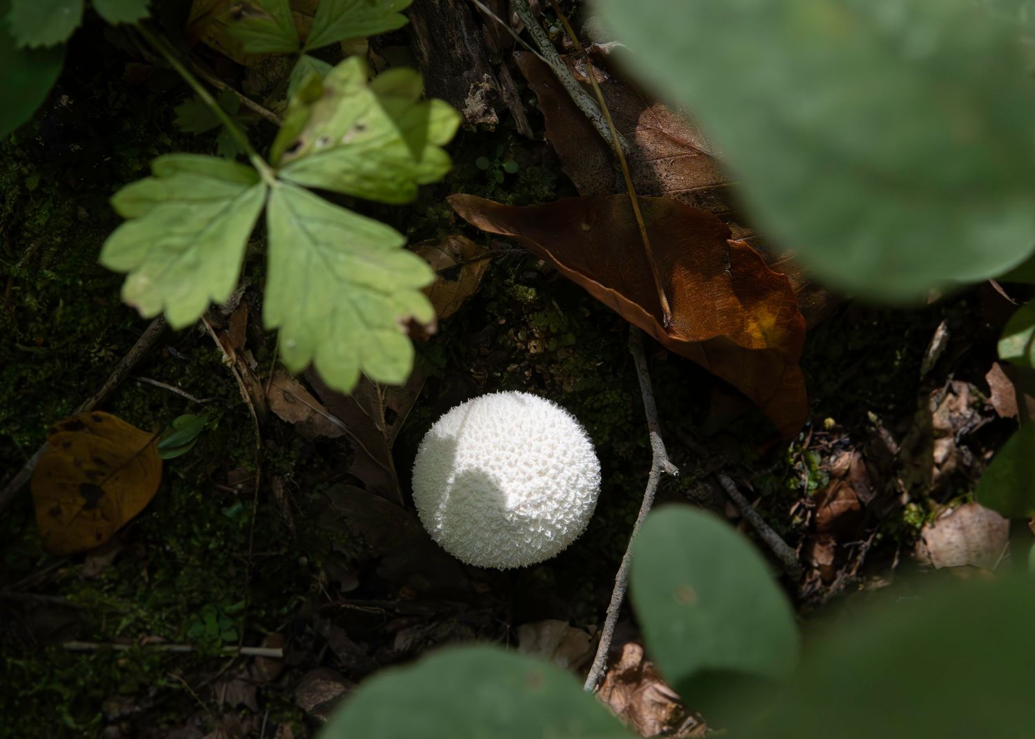 A white mushroom growing on dark forest floor surrounded by green leaves and fallen foliage.