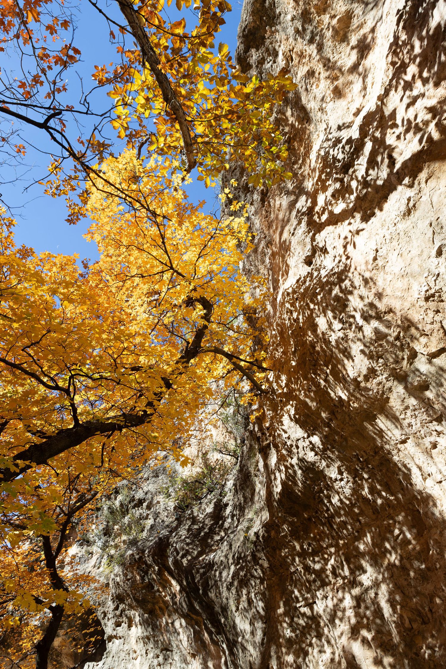 Vibrant yellow autumn leaves against a white limestone cliff face under blue sky.