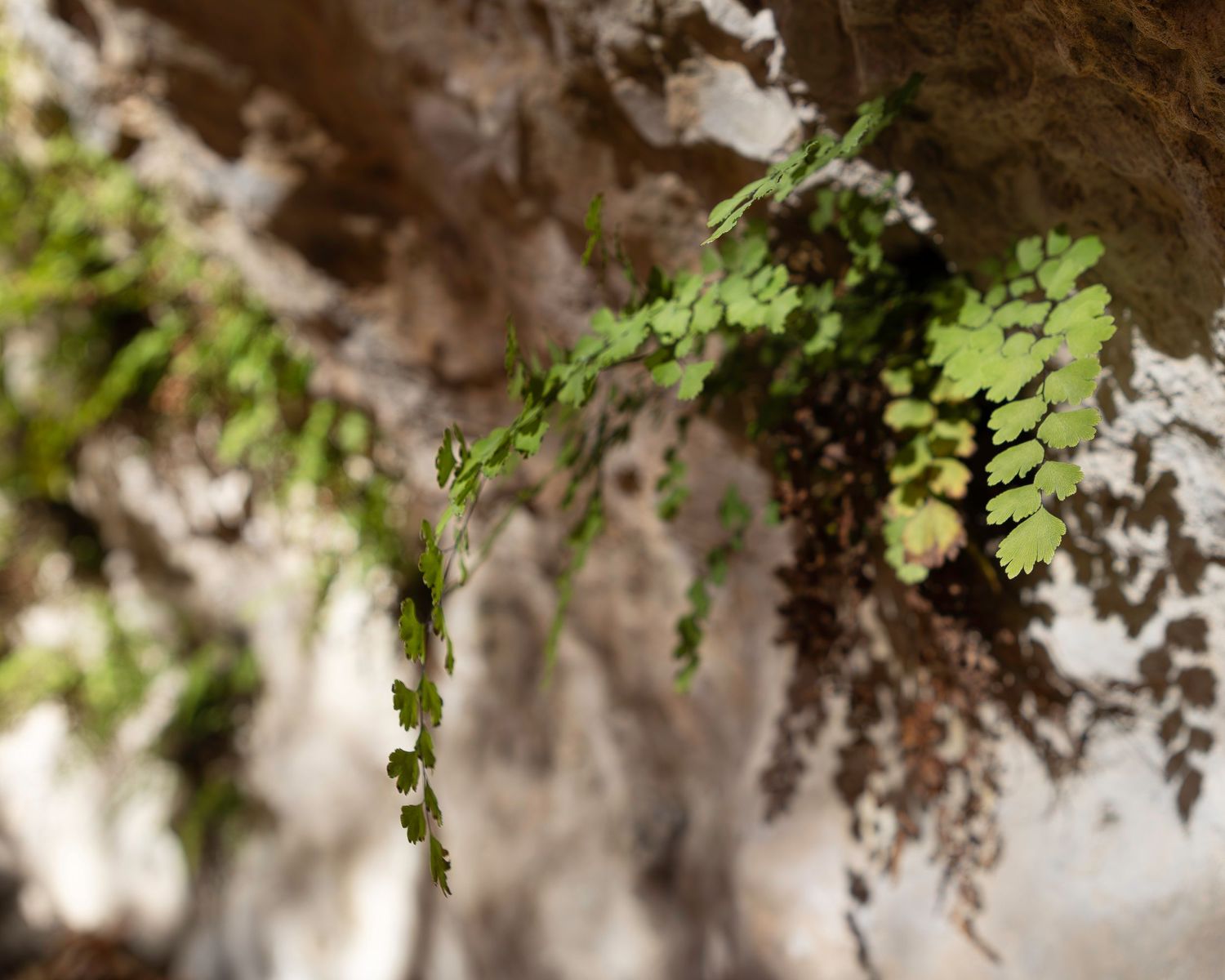 Delicate ferns growing from limestone cave wall in soft focus.