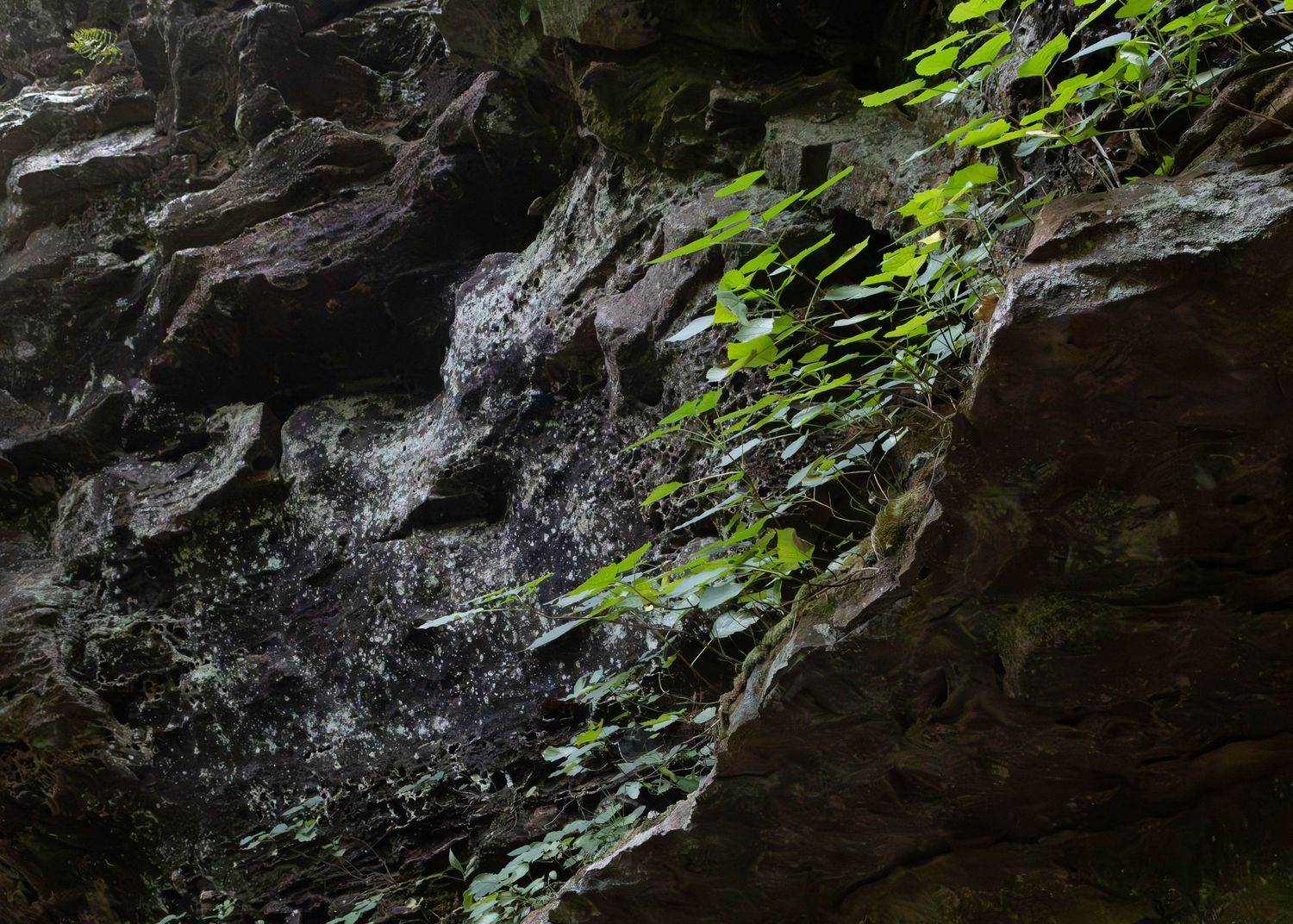 Water trickling down mossy rock face with green foliage growing along the stone surface.