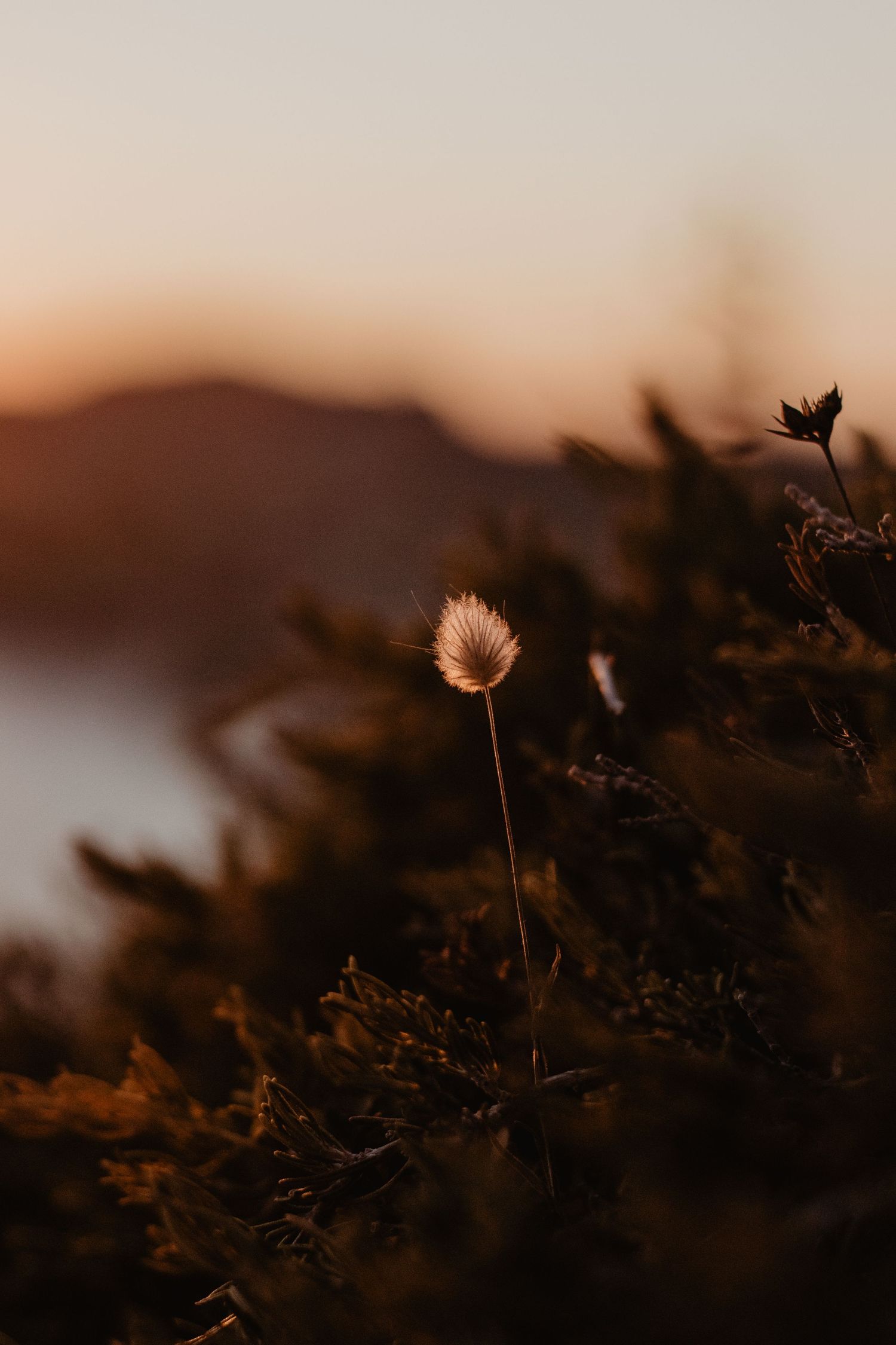 Photo d'une plante au coucher du soleil.