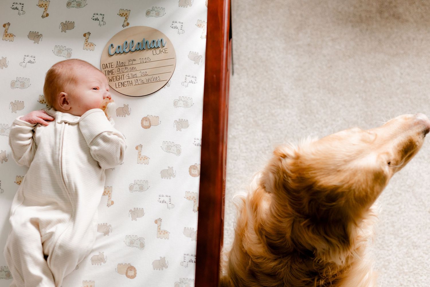 Newborn baby in white sleeper lying in safari-themed crib while golden retriever dog looks on.