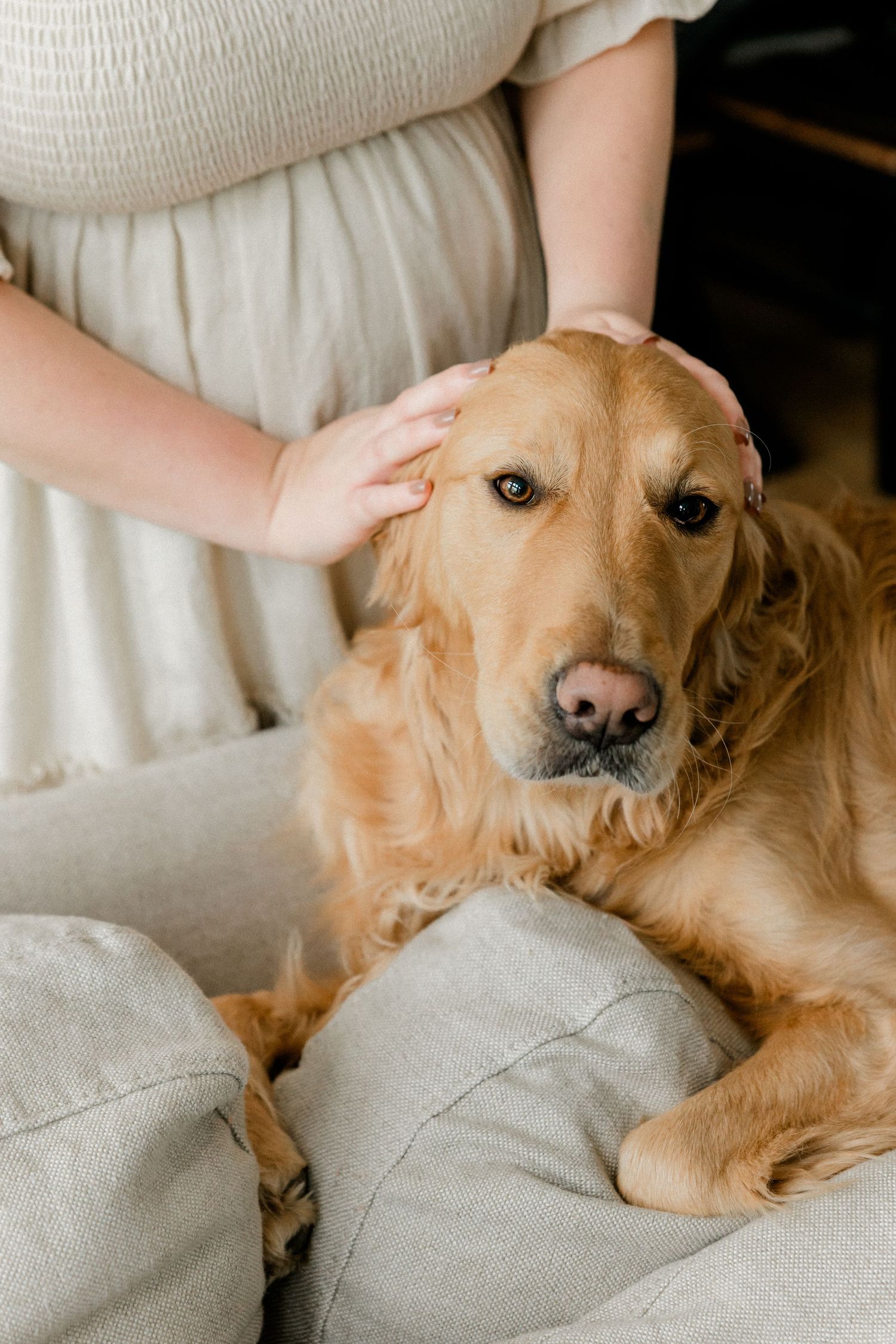 Golden retriever dog being gently petted by woman in cream smocked dress on sofa.