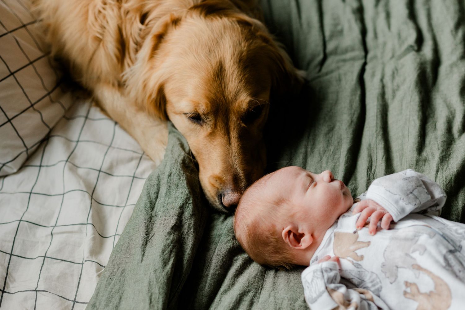 A gentle golden retriever curiously sniffs a newborn baby lying on a green blanket.