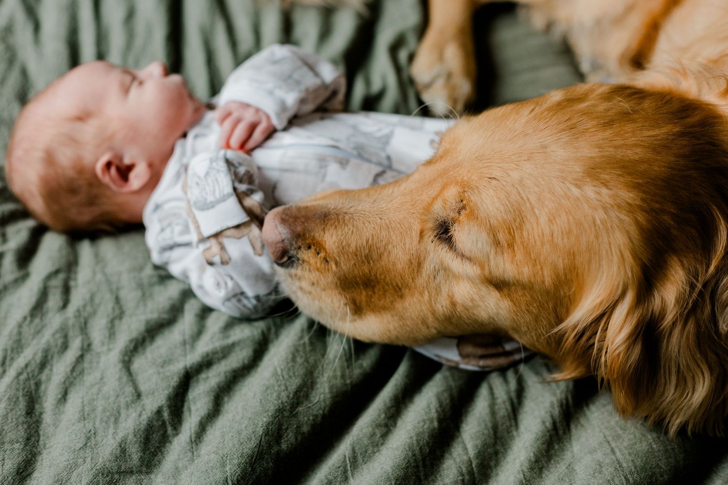 A loyal golden retriever lovingly nuzzles a newborn baby resting on a soft green blanket.