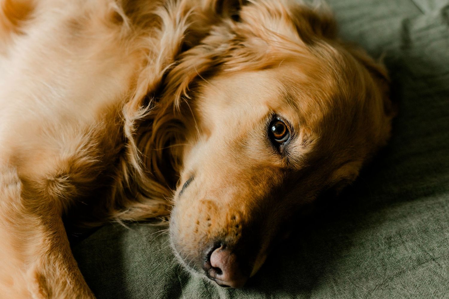 A beautiful golden retriever with soulful eyes rests peacefully on a soft green blanket.