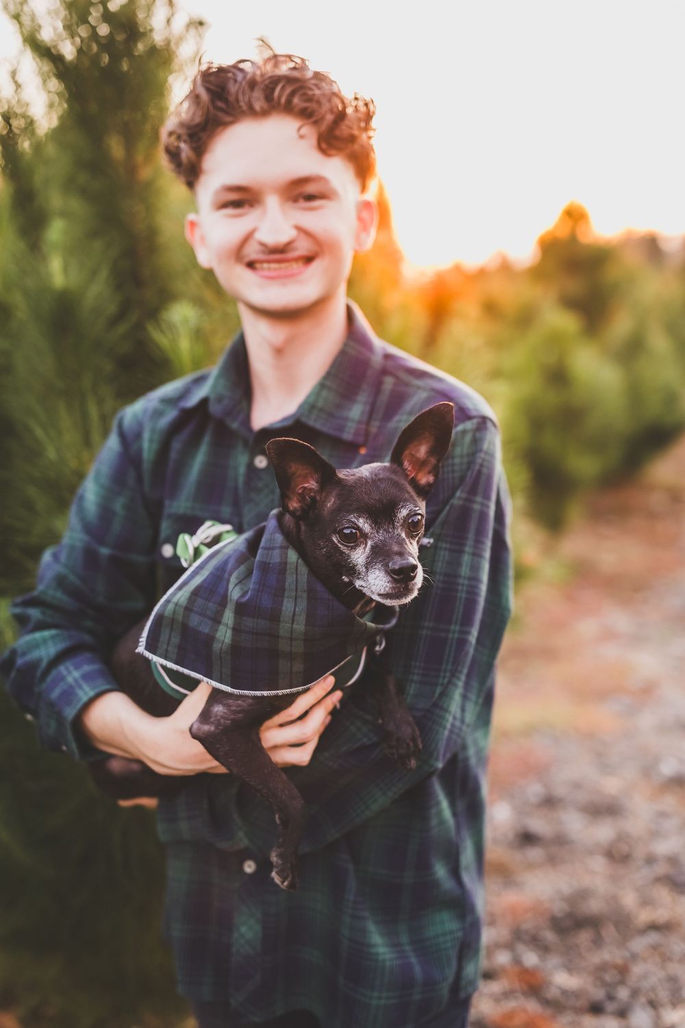 Small black chihuahua being held while wearing a plaid shirt outdoors during golden hour sunset.