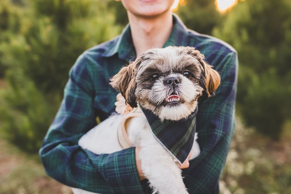 Black and white dog smiles for camera during outdoor family photo shoot near pine trees.
