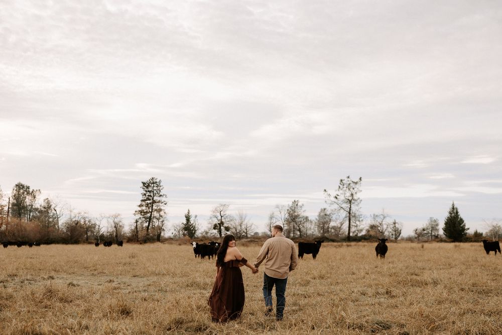 A herd of bison grazes on a grassy plain with trees visible in the distance.