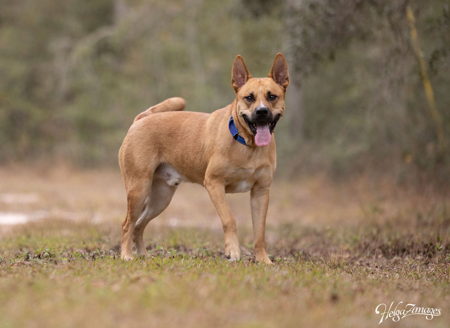Beautiful Atlas looking for his forever home - still waiting for a rescue application and a loving family