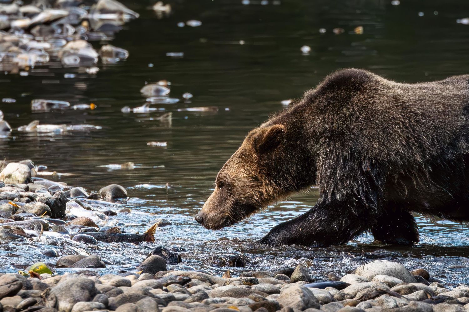 A brown bear wades through shallow water searching for salmon among scattered rocks in a flowing stream.
