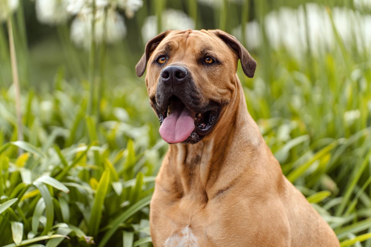 A brown mastiff cross rescue dog sitting in green grass with tongue out showing playful expression during a family photoshoot in sydney