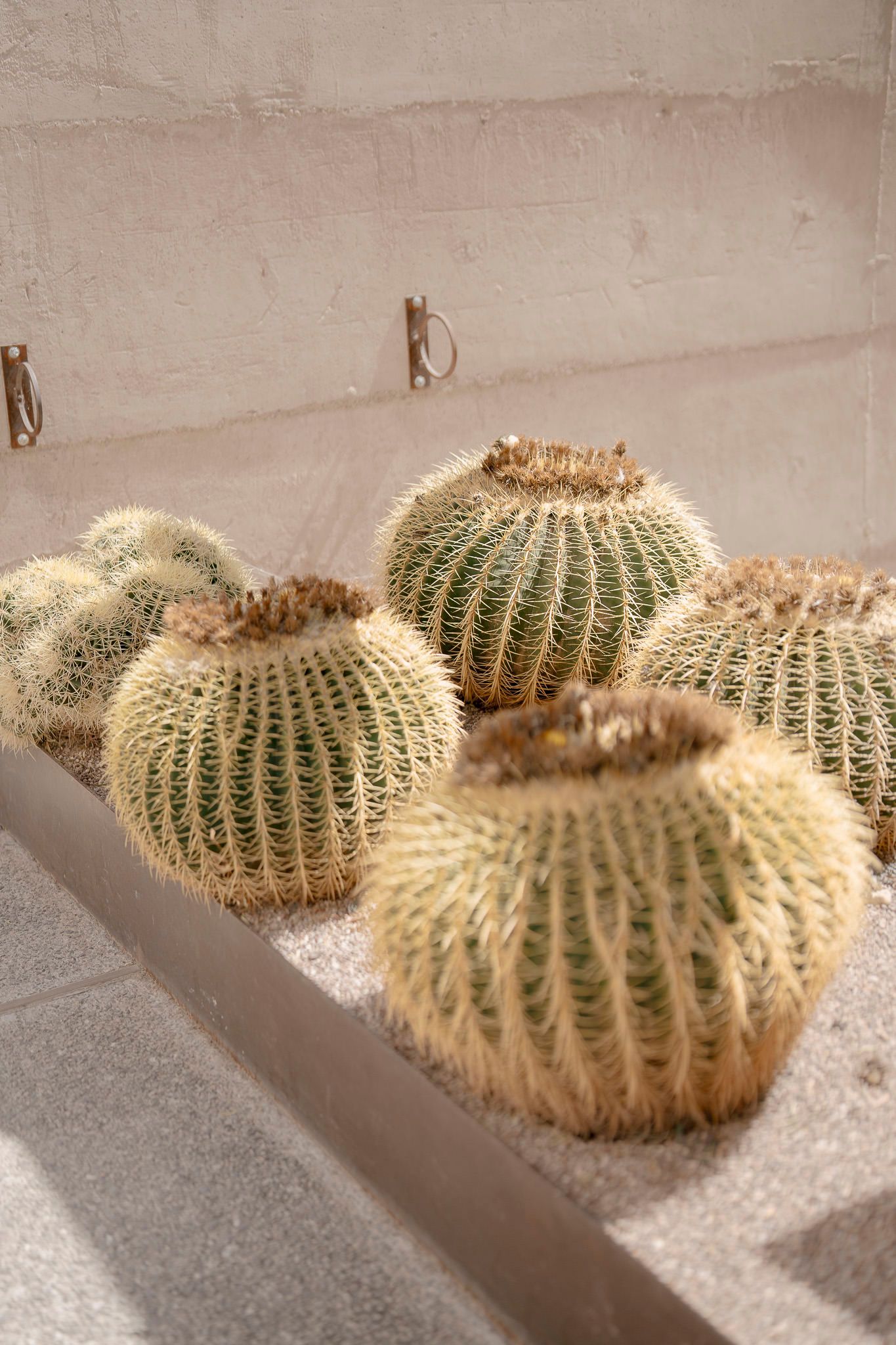 Several golden barrel cacti cast dramatic shadows on a textured wall in a minimalist desert garden setting.